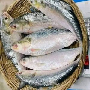 ৮ পিস মাছে ৫ কেজি ১৭০০ টাকা।