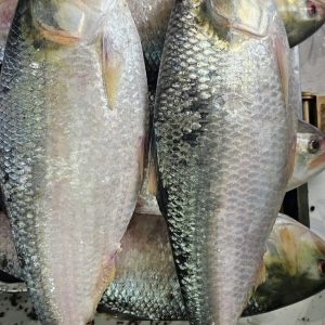 ৫ পিসে ৫ কেজি ২৫০০ টাকা